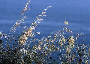 LEICA MP, APO TELYT 3,4/135